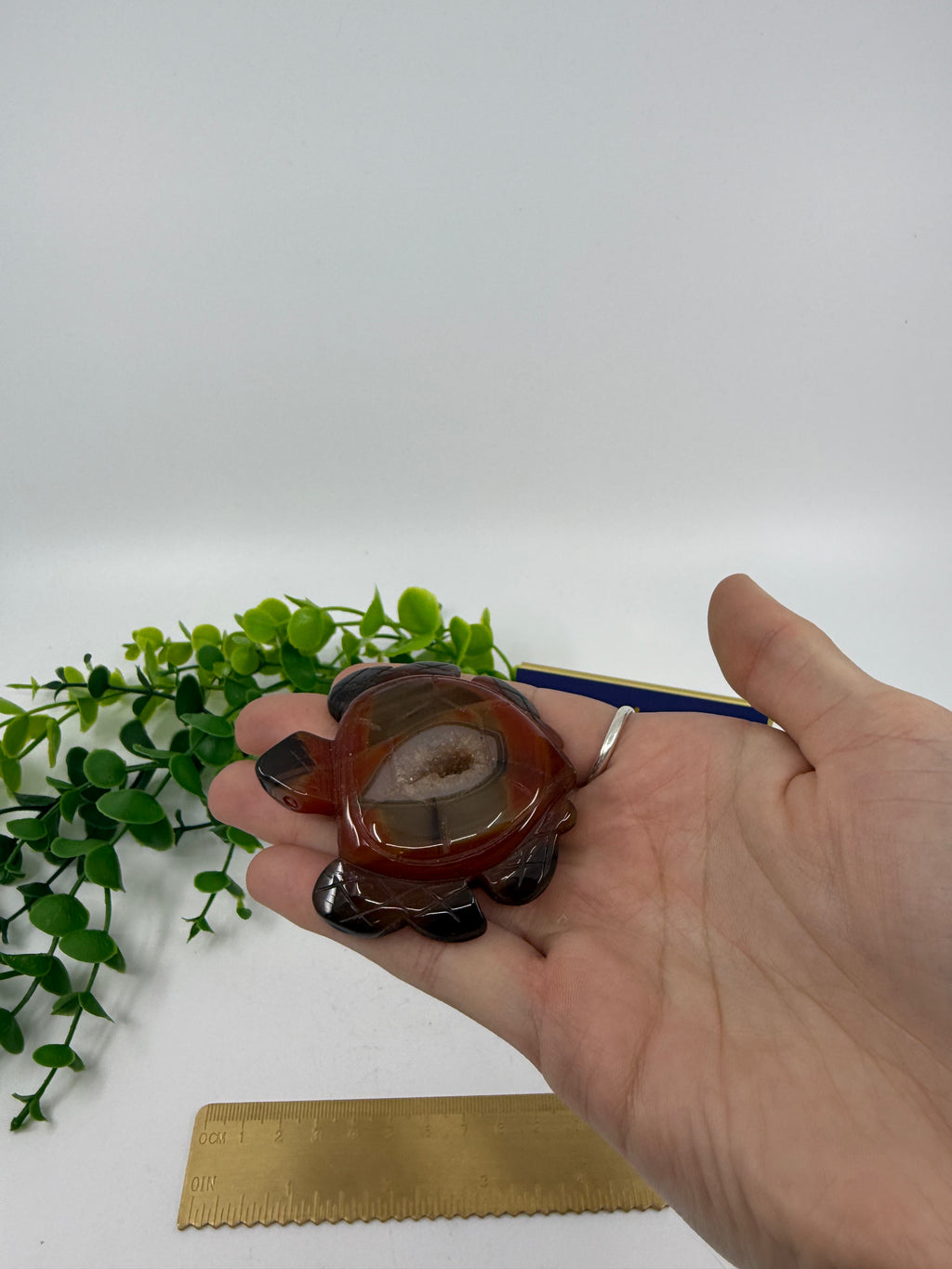 Carnelian Turtle (Opt C)
