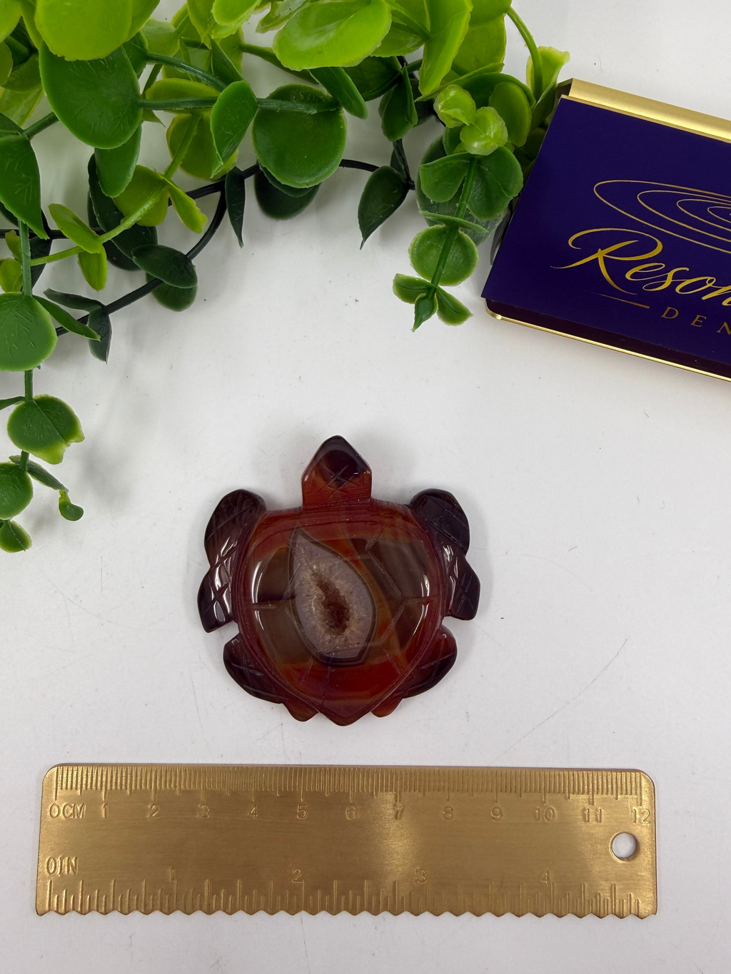Carnelian Turtle (Opt C)